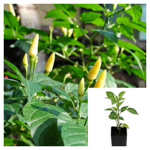 Bird'S Eye Chili White 1Gallon Pot Plant Thai Chili Plant Capsicum Frutescence Pepper Live Plant Ht7 Best