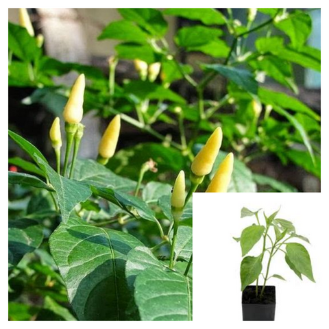 Bird's Eye Chili White 4Inches Pot Plant Thai Chili Plant Capsicum Frutescence Pepper Live Plant Ht7