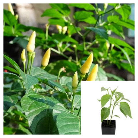 Bird's Eye Chili White 4Inches Pot Plant Thai Chili Plant Capsicum Frutescence Pepper Live Plant Ht7 Best