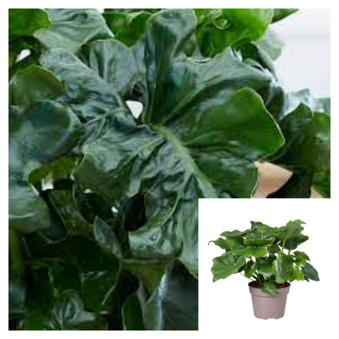 Philodendron selloum Atom 6inches Plant Philodendron Atom Plant Philodendron Live Plant Ht7