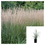 Calamagrostis Acut Karl Foerster Plant Feather Reed Grass 1 Gallon Live Mr7 Ht7