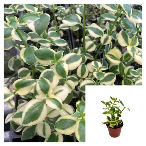 6 packs of 2 inches Pot Crassula Sarmentosa Yellow Variegated Rare Succulents Showy Lime Succulent Yellow Gold Ground cover Best  live plant Ht7