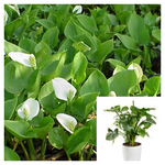 Calla Palustris 5 Gallon Ht7 Plant Water Arum Plant Wild Calla Plant Bog Arum Live Plant Outdoor