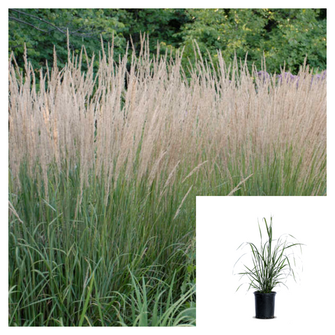 Calamagrostis Acut Karl Foerster Plant Feather Reed Grass 1Gallon Live Mr7 Ht7