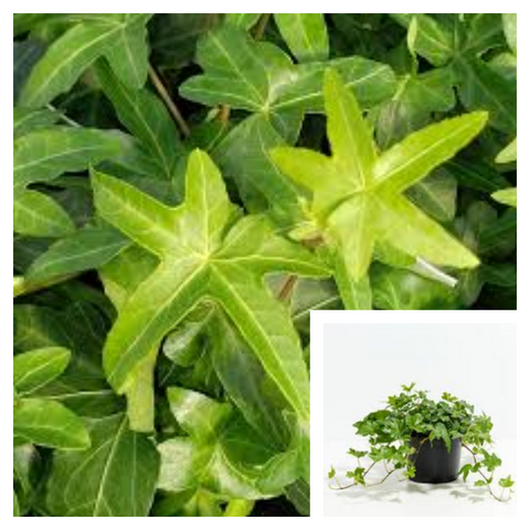 Hedera Helix Asterisk 1 Gallon Pot Plant English Ivy Plant Asterisk Ivy Live Plant Ht7