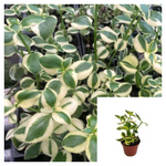 Crassula Sarmentosa Variegated Plant 1 Gallon Showy Trailing Jede Variegated Jade Live Plant Ht7 Best