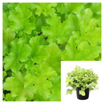 Heuchera Lime 1 Gallon Ht7 Plant Alum Root Coral Bells Live Plant