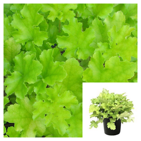 Heuchera Lime 1 Gallon Plant Alum Root Plant Coral Bells Live Plat Ht7