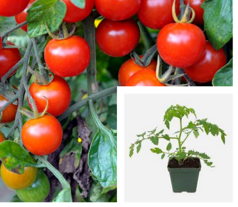 Tomato Beefsteak Plant 4Inches Pot Heirloom Tomato Live Plant Tomato Solanum Lycopersicum (Copy)