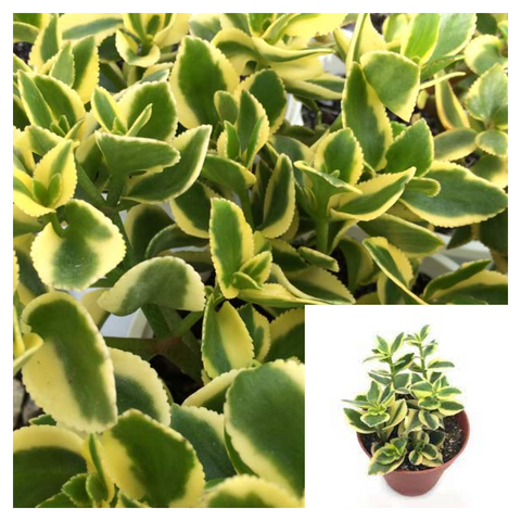 6 packs of 2 inches Pot Crassula Sarmentosa Yellow Variegated Rare Succulents Showy Lime Succulent Yellow Gold Ground cover Best  live plant Ht7