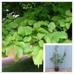 Parrotia Vanessa 5 Gallon Persian Ironwood Outdoor Tree Live Plant Gr7
