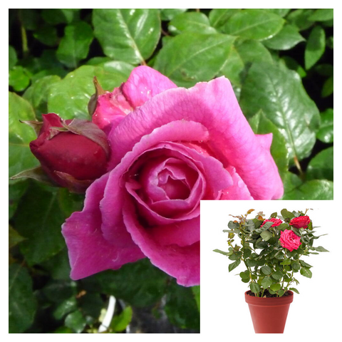 Rosa Givenchy 5 Gallon Plant Rosa AROdousna Plant Live Plant Outdoor Best Ht7