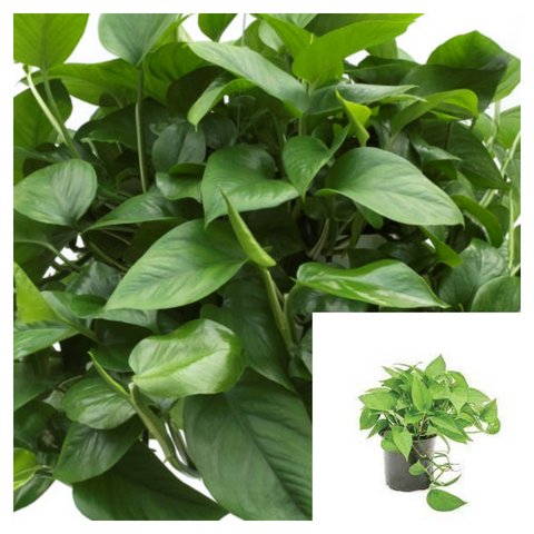 Pothos Green 1 Gallon Pot Epipremnum aureum pothos Jade green Pothos Green Queen Live Plant Ht7