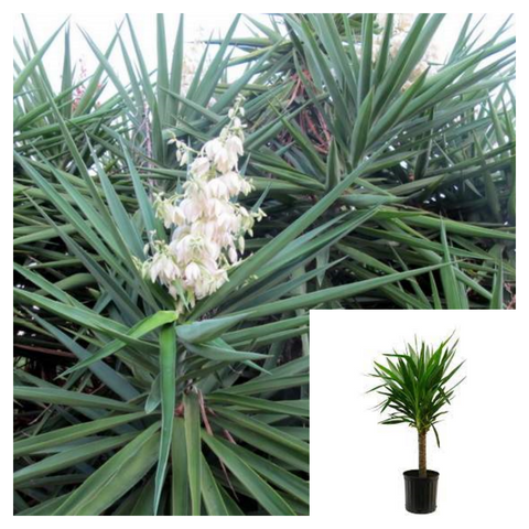 Yucca Blue Stem 5Gallon Plant Spineless Yucca Plant Yucca Cane Tree Live Live Plant Ht7 Best