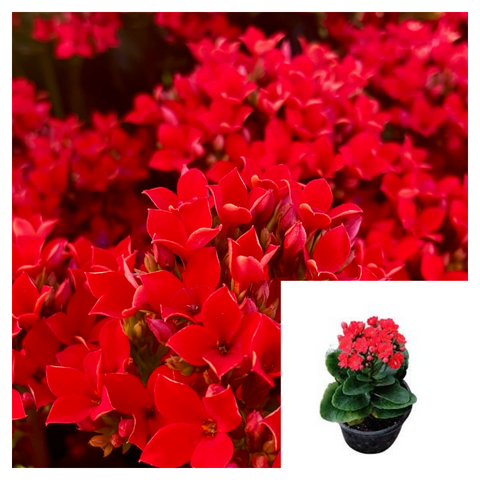 Kalanchoe Single Red 4Inches Plant Kalanchoe Blossfeldiana Red Plant Succulent Drought Tolerant Live Plant Ht7 Best