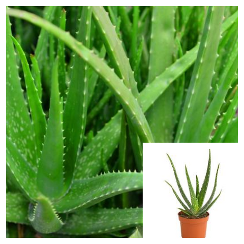 Aloe Vera 4inches Plant Common Type thick juicy edible Aloe Barbadensis Miller Succulent Live Plant Ht7