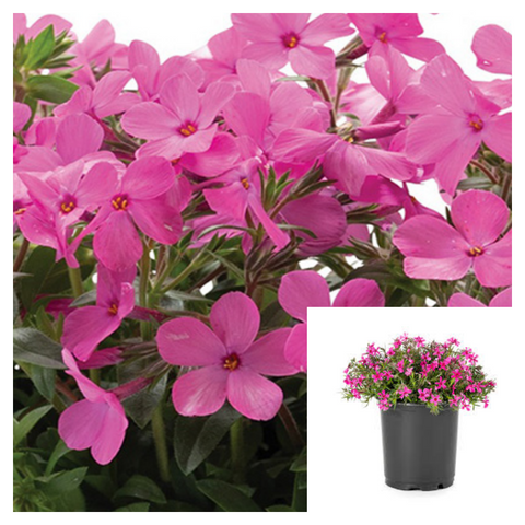 Phlox Woodlander Pink 4iches Pot Plant Wild Sweet William Live Plant Ht7