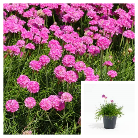 Armeria Maritima Rubrifolia 4Inches Plant Thirft Sea Pink Budsbrush Live Plant Outdoor Ht7