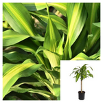 Dracaena Corn Cane Plant Dracaena Live Plant 5Gallon Succulent Drought Tolerant Healthy Ht7