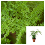 Asparagus Setaceus 1 Galon Plant Ferny Asparagus Plant Asparagus Fern Live Plant Fern Ht7