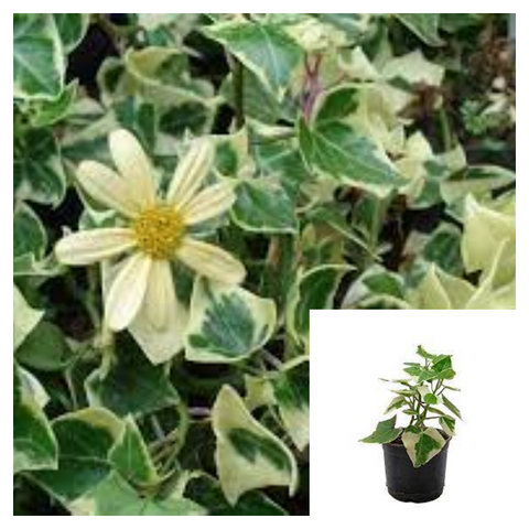 Senecio Macroglossus Variegated 4inches Plant Natal Ivy Variegated Plant Marguerite Ivy Live Plant Ht7