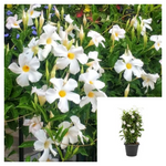 Mandevilla White 5 Gallon Ht7 Plant Allamanda Violacea Flower Live Plant Ht7