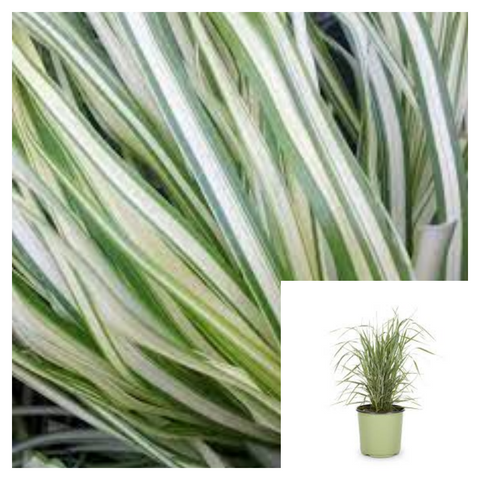 Calamagrostis Lightning Strike 5Gallon Feather Reed Grass Plant Perennial Live Plant Ho7