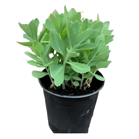 Hylotelephium Telephium 4Inches Plant Orpine Stonecrop Plant Houseplant Succulent Drought Tolerant Live Ht7