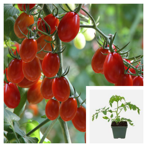 Tomatoes Grape 4inches Solanum Lycopersicum Super Sweet Tomato Live Plant Ht7