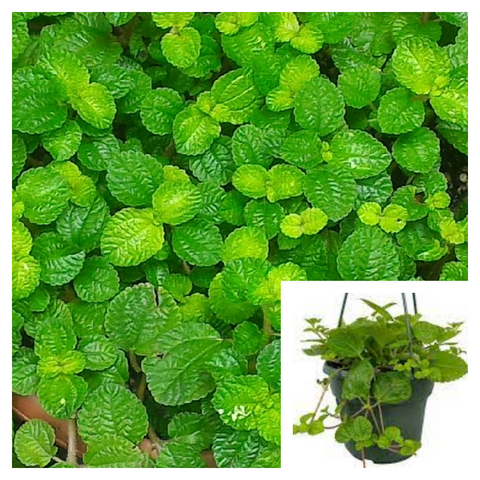 Creeping Charlie Ivy 12Pk Of 2Inches Pot Plant Plectranthus Begonia Winlle Charlie Green Plant Pilea Nummulariifolia Plant Ground Covering Ht7
