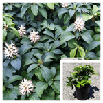 Pachysandra Terminalis Plant White Mini Flower  Pachysandra Live Plant Ground Cover 6Packs Of 2Inches Pot  Ht7 Best