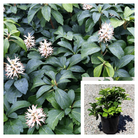 Pachysandra Terminalis Plant 6Packs Of 2Inches Pot Best White Mini Flower  Pachysandra Plant Full Live Plant Ground Cover Ht7 Best
