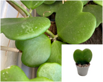 Hoya Kerrii Hearts Green Plant 4Inches Pot Sweetheart Valentine Wax Rare House Live Plant Pr7Ht7
