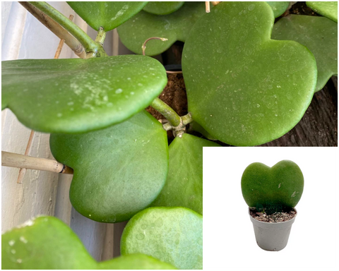 Hoya Kerrii Green Plant 4Inches Pot Sweetheart Hoya Valentine Wax Plant Rare Premium House Live Plant Ht7