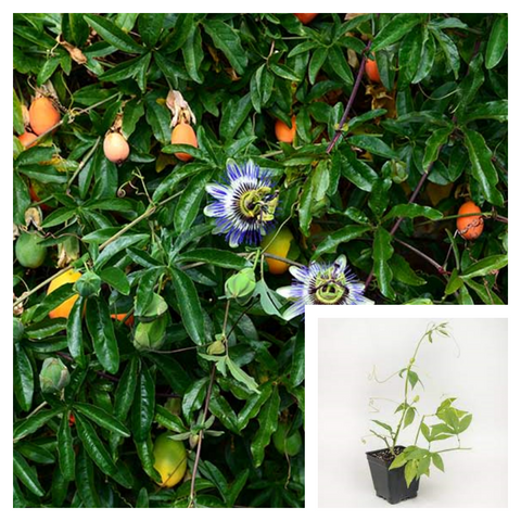 Passion Flower Fruit 4Inches Plant Purple Climbing Vine Live Plant Ht7