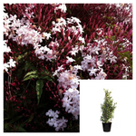 Jasminum Polyanthum Staked 5Gallon Great Fume Flower White Jasmine Pink Jasmine Live Plant Fr7