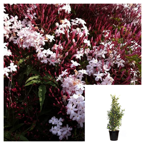 Jasminum Polyanthum Staked 5Gallon Great Fume Flower White Jasmine Pink Jasmine Live Plant Fr7