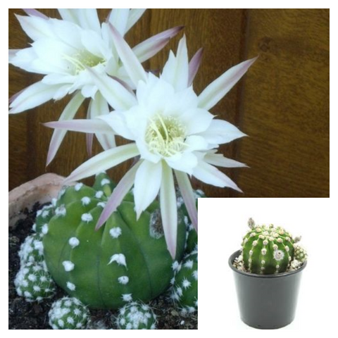 Easter Lily Cactus 1 Gallon Ht7 Plant Domino Cactus Plant Night Blooming Hedgehog Live Plant Cactus Plant Ht7