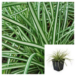 Carex Ornithopoda 4Inches Bird S Foot Sedge Plant Grasses ground covering Live Plant Ht7