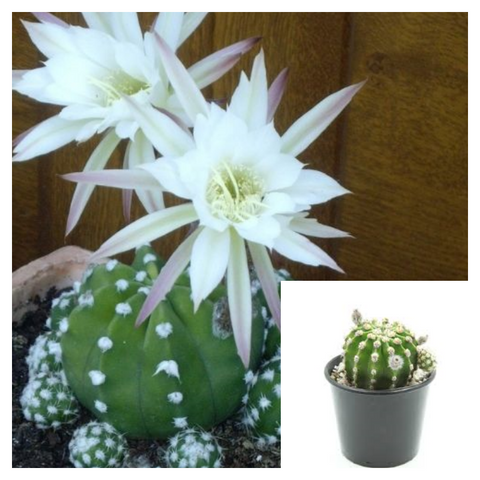 Easter Lily Cactus Plant Domino Cactus Plant Night Blooming Hedgehog Live Plant Cactus Plant Ht7 4Inches