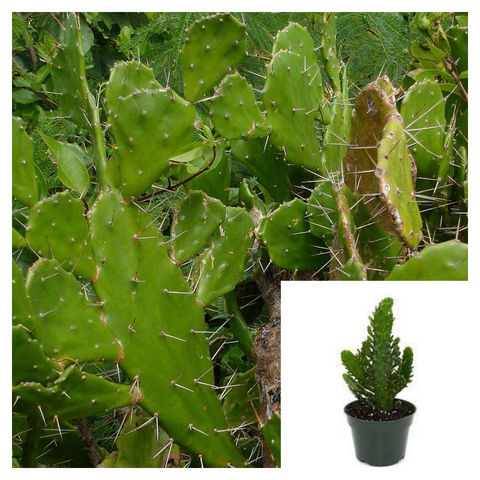 Opuntia Monacantha Plant 4inches Pot Common Prickly Pear Plant Succulent Drought Tolerant Live Plant Ht7