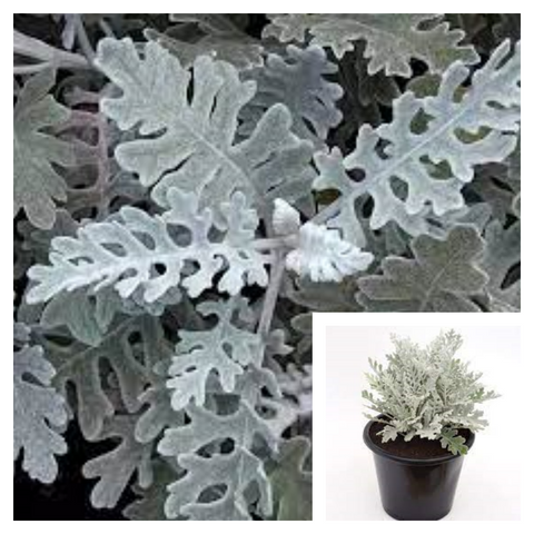 Senecio Cineraria Silver Dust 4Inches Plant Dusty Miller Pot Live Plant Ht7 Best