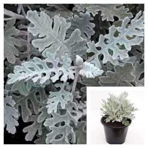 Senecio Cineraria Silver Dust 4Inches Plant Dusty Miller yellow flower Live Plant Ht7