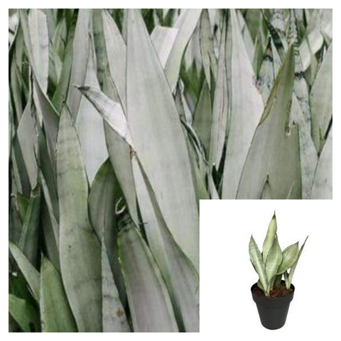 Snake Silver 4Inches Plant Sansevieria Moonshine Plant Moonshine Snake Live Plant Ht7