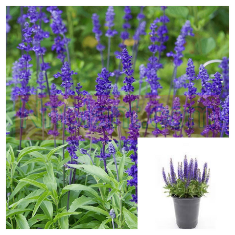 Salvia Blue 4Inches Pot Houselive Plant Inflorescence: Bristly Hairy Racemes Of Multiple Purplish Live Plamnt Ht7