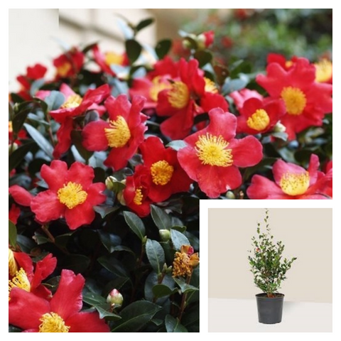 Camellia Sasanqua Yuletide 5Gallon Chinese Red Plant Camellia Red Brush Live Plant Gr7