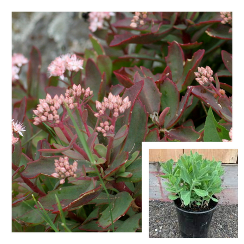Hylotelephium Telephioides 4Inches Plant Allegheny Stonecrop Plant Houseplant Succulent Drought Tolerant Live Ht7