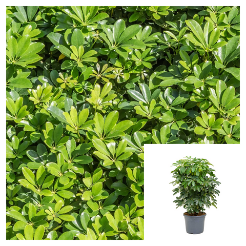 Schefflera Arboricola Plant Dwarf Umbrella Tree Plant 2 3Ft 5Gallon Pot Live Plant Houseplant Onsale Ht7 Best