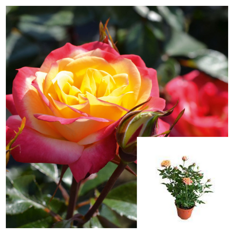 Rosa Euphoria 5 Gallon Hybrid Hulthemia persica Euphoria Plant Rose Plant Tea Rose Live Rose Plant Best
