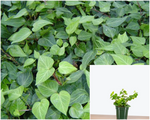 Ivy Teardrop Plant 4Inches Pot Hedera English Rare House Live Plant Ht7